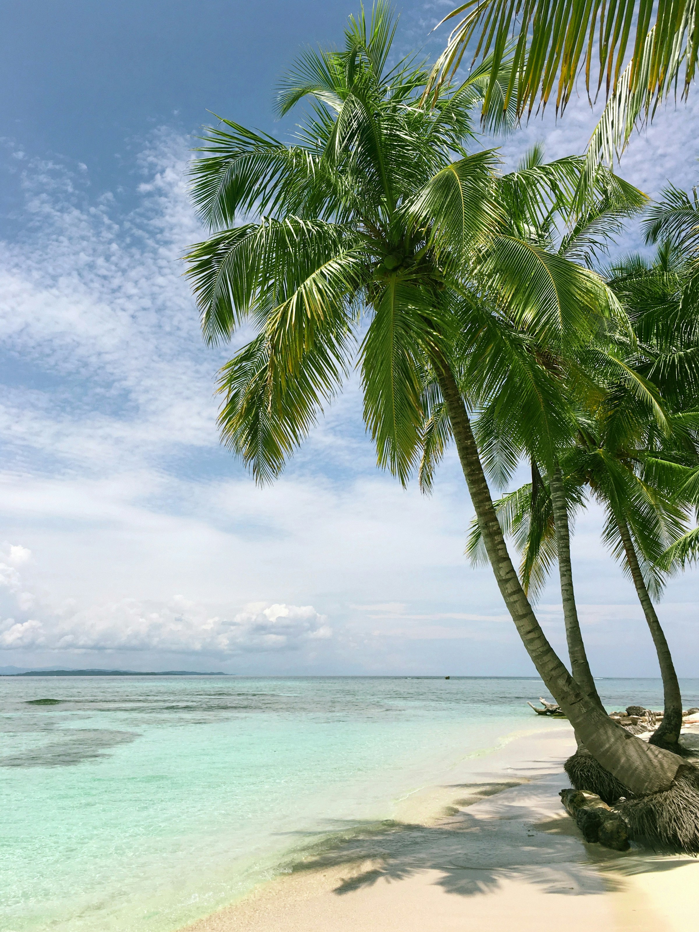 Palm trees leaning over the turquoise waters of Diani Beach